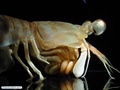 Mantis shrimp (stomatopod)