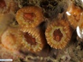 Azooxanthellate coral 