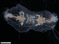 Benthic comb jelly (ctenophore)