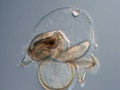 Larva pilídio