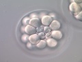 Divisões celulares no pólo vegetativo de um embrião de bolacha-do-mar