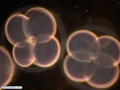 Embrião com quatro células