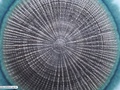 Hidrozoário colonial flutuante, vista aboral - detalhe do disco central