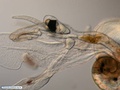 Heteropod - marine free-swimming gastropod