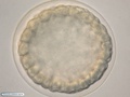 Embrião de bolacha-do-mar durante formação da blástula