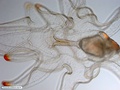 Starfish bipinnaria larva