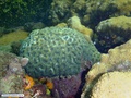 Coral-cerebro