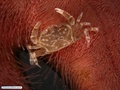 Crab associated with a sand dollar