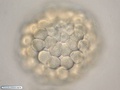 Células ectodérmicas durante formação da blástula de uma de bolacha-do-mar