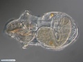 Pelagosphaera larva