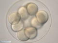 Embryo with 16 cells