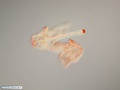Larva plúteos de bolacha-do-mar unidas por braço