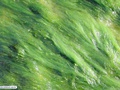 Green alga