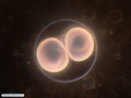 Two-cell stage embryo