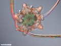 Brittle star larva