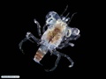 Megalopa larva