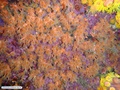 Zoantídeos e coral-sol (à esquerda)