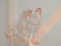 Pluteus larva of a sea biscuit