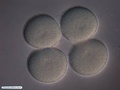 4 cell embryo (without fertilization membrane)
