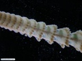 Sea pen (Pennatulacea)