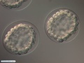 Embryos during blastulation