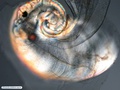 Heteropod - marine free-swimming gastropod