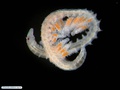 Syllid polychaete ventrally brooding juveniles