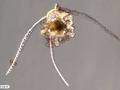 Larva de ofiuróide - ofioplúteus