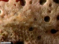 Bryozoan