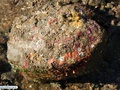 Bryozoan