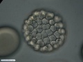Embrião de bolacha-do-mar durante oitava clivagem
