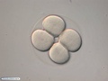 Four-cell stage embryo
