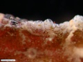 Benthic ctenophore on red alga