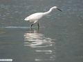 Egret bird