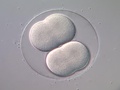 Third cleavage of a sea biscuit embryo