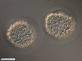 Embryos during blastulation