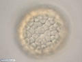 Ectodermic cells during blastula formation