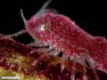 Isopod crustacean associated with a soft coral