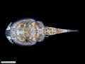 Parasitic copepod of fish 