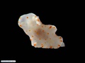 Nudibranch (sea slug) associated with bryozoans