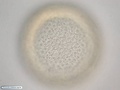 Ectodermic cells during blastula formation