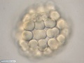 Embrião de bolacha-do-mar durante divisão celular