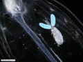 Symbiotic copepod associated with a planktonic invertebrate