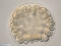 Embryo with 108 cells