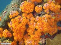 Sun coral