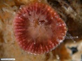 Azooxanthellate coral 
