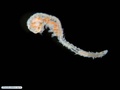 Syllid polychaete ventrally brooding juveniles