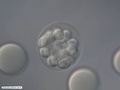 Embryo during cleavages