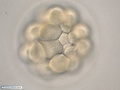 Embrião de bolacha-do-mar durante clivagem