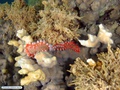 Fire coral and fire worm
